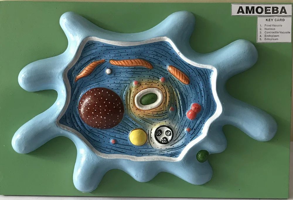 Amoeba Fibre Model
