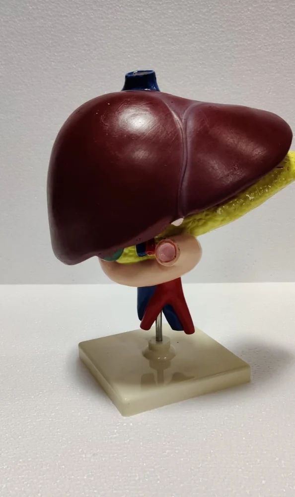 Human Liver Model
